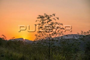 Assunto: Vegetação nativa ao entardecer
Local: Itaóca - SP
Data: 08/2017
Autor: Du Zuppani